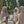 Bosbessen (500 g)